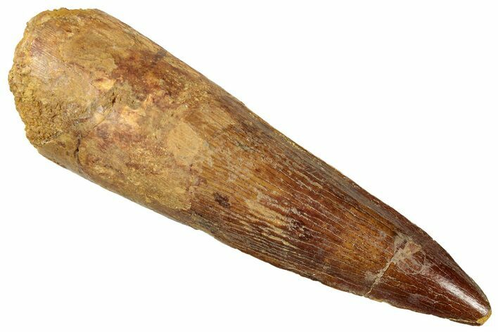 Fossil Spinosaurus Tooth - Real Dinosaur Tooth #322259